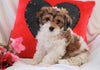 Cavachon For Sale Applecreek OH Female-Molly