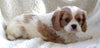 Cavachon For Sale Applecreek OH Male-Charlie