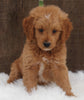 Mini Goldendoodle For Sale Millersburg OH Male-Winston