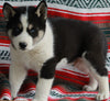 Siberian Husky For Sale Fredericksburg OH -Male Hazel