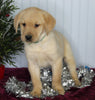 Labrador Retriever Mix For Sale Fredericksburg OH Male-Conner