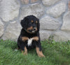 Golden Moutain Doodle For Sale Millersburg OH Male-Beau