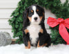 AKC Registered Bernese Mountain Dog For Sale Sugarcreek, OH Male- Nicolas