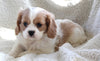 Cavachon For Sale Applecreek OH Male-Charlie