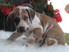 AKC Registered Great Dane Apple Creek OH Male-Bentley