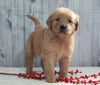 AKC Registered Golden Retriever For Sale Millersburg, OH Male- Odie