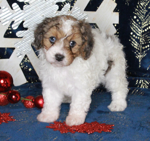 Cavapoo For Sale Millersburg OH Female-Karli