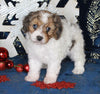 Cavapoo For Sale Millersburg OH Female-Karli