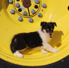 AKC Registered Collie Lassie For Sale Fredericksburg OH Female-Brooke