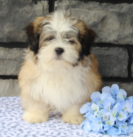 ACA Registered Shih Tzu For Sale Millersburg OH Male-Clifford-Currently House Training!