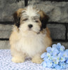 ACA Registered Shih Tzu For Sale Millersburg OH Male-Clifford-Currently House Training!
