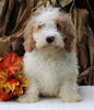 F1BB Mini Labradoodle For Sale Millersburg OH Male-Elliot