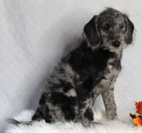 F1B Medium Labradoodle For Sale Millersburg OH Female-Florence