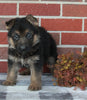 AKC Registered German Shepherd For sale Millersburg OH Male-Rusty