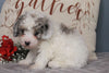 ACA Registered Miniature Poodle For Sale Fredericksburg, OH Male- Max