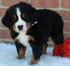 AKC Registered Bernese Mountain Dog For Sale Sugarcreek OH Male -Patrick
