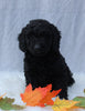 Medium F1B Labradoodle For Sale Millersburg OH Female-Hosanna