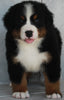 AKC Registered Bernese Mountain Dog For Sale Millersburg OH -Male Sarge