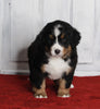 AKC Registered Bernese Mountain Dog For Sale Millersburg OH Female-Molly