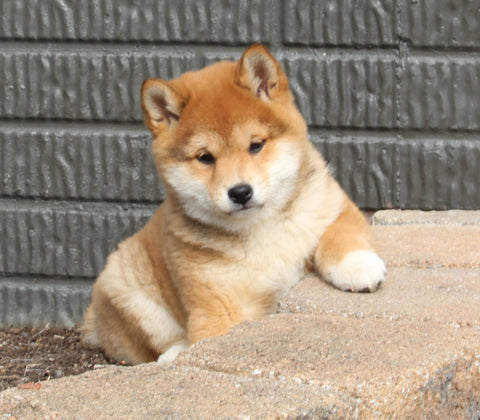 AKC Registered Shiba Inu For Sale Millersburg OH Female-Trixie