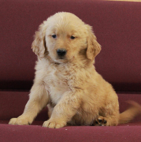 AKC Registered Golden Retriever For Sale Brinkhaven OH Male-Ryder