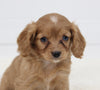 Cavapoo For Sale Fresno OH Female-Cutie
