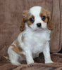 Cavachon For Sale Dalton OH Male-Charlie