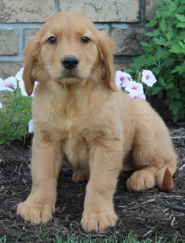 AKC Registered Golden Retriever For Sale Millersburg OH Female-Olivia