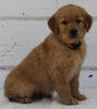 AKC Registered Golden Retriever For Sale Millersburg OH Female-Bailey
