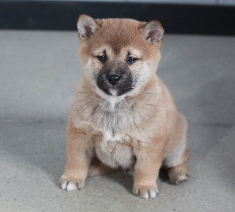 AKC Registered Shiba Inu For Sale Millersburg, OH Male- Smokie