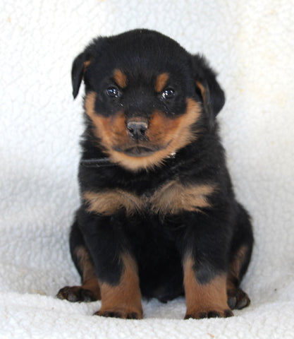 Rottweiler For Sale Fredericksburg OH Male-Diesel