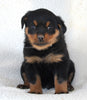 Rottweiler For Sale Fredericksburg OH Male-Diesel