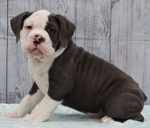 OIEBA Registered Olde English Bulldog For Sale Adamsville, OH Male- Boss Hog