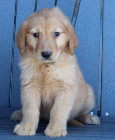AKC Registered Golden Retriever For Sale Millersburg OH Female-Brittany