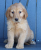 AKC Registered Golden Retriever For Sale Millersburg OH Female-Brittany