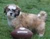 ACA Registered Shih Tzu For Sale Millersburg OH Male-Wrangler-Currently House Training!