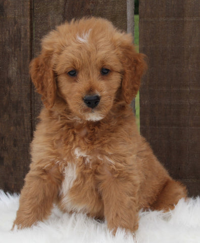 Mini Goldendoodle For Sale Millersburg OH Male-Winston