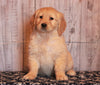 AKC Registered Golden Retriever For Sale Fredericksburg, OH Female- Betsy