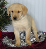 Labrador Retriever Mix For Sale Fredericksburg OH Male-Conner