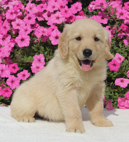 AKC Registered Golden Retriever For Sale Millersburg OH Male-Hunter