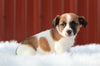 Jack Russell Terrier For Sale Fredericksburg, OH Male- Duke