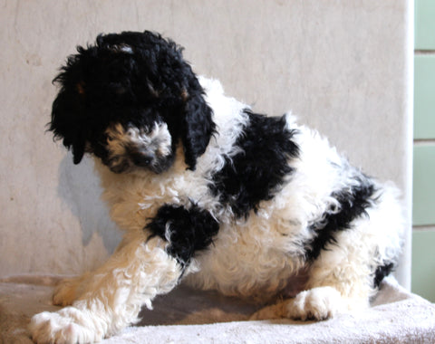 AKC Registered Standard Poodle For Sale Millersburg OH Male-Oreo