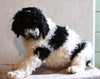 AKC Registered Standard Poodle For Sale Millersburg OH Male-Oreo