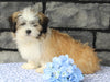 ACA Registered Shih Tzu For Sale Millersburg OH Male-Clifford-Currently House Training!