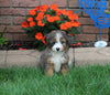 Brenedoodle For Sale Millersburg OH Female-Bella