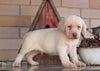 AKC Registered Labrador Retriever For Sale Sugarcreek, OH Male- Duke