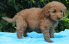 Mini Goldendoodle For Sale Millersburg OH Female-Paisley