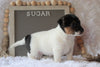 Jack Russell Terrier For Sale Applecreek, OH Female- Sugar