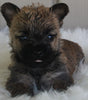 AKC Registered Cairn Terrier For Sale Millersburg OH -Male Jasper