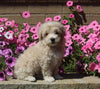 Maltipoo For Sale Dalton OH Male-Brody